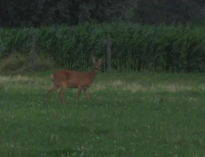 a deer walking in a field of grass at Vakantiehuis in de velden met zwemvijver en Jeu de Boules baan in Lier