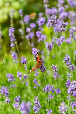 a small orange bird sitting on top of purple flowers at B&B Hier en Nu in Heusden