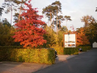 a tree with red leaves next to a street at Domein Martinus in Halle