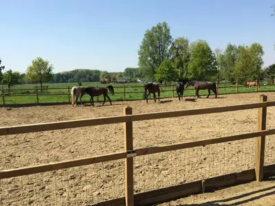 a group of horses in a fenced in field at Vakantiehuisje 't Morehof in Oosterzele