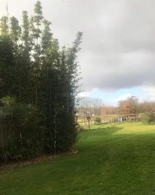 a tree in the middle of a green field at Vakantiehuisje 't Morehof in Oosterzele