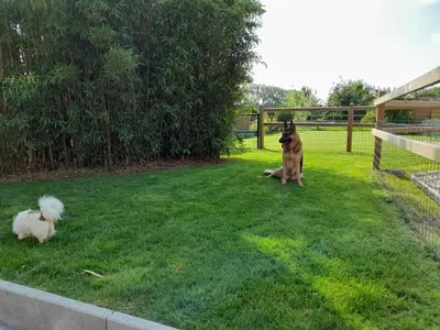 two dogs sitting in the grass in a yard at Vakantiehuisje 't Morehof in Oosterzele