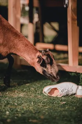 a goat is looking at a white bowl on the grass at Joly Tiny House in Overijse