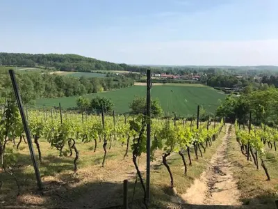 a vineyard with rows of green grapes on a hill at Boslucht Leuven in Heverlee