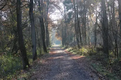 a dirt road in a forest with trees at AmberHuis in Kasterlee