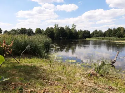 a body of water with trees in the background at Den Donkman in Dessel