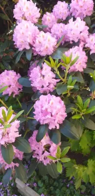 a bunch of pink flowers on a bush at Residence Lilac in Brussels