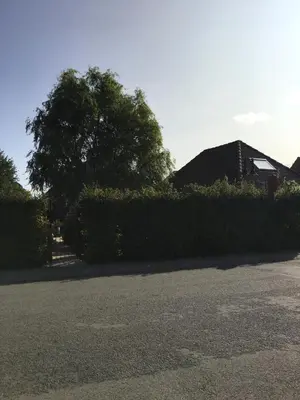 a hedge in front of a house with a tree at B&B Sint-Mariaburg in Antwerp