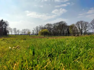 a field of grass with two cows in the distance at Lianko - Vakantiewoning in Bekkevoort
