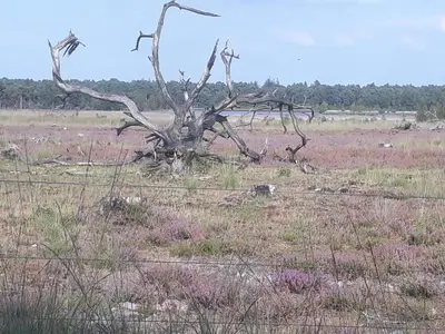 a dead tree in the middle of a field at Bij grenspaal 243 in Essen