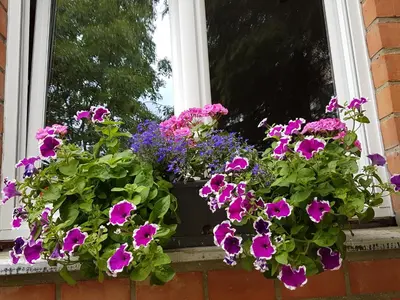 a window with purple flowers in a window box at Modern duplex with garden in Brussels
