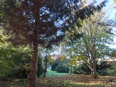 a group of trees in a park with leaves on the ground at De linderd in Aalst