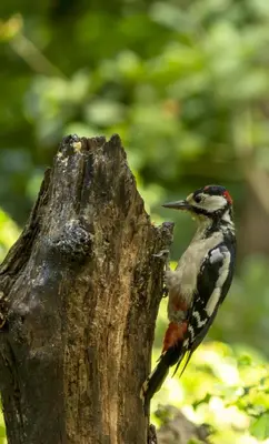 a bird perched on the top of a tree stump at Vakantiehuis De Sneppelhoeve in Loenhout