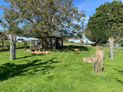 a group of animals laying in the grass in a field at B&B Den Biesthoek in Grimbergen