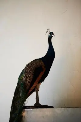 a statue of a peacock on a wall at Chambre d'Amis by Alix in Ghent