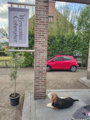 a dog sitting in a parking lot next to a sign at Wenceslas cobergher appartement I in Boutersem