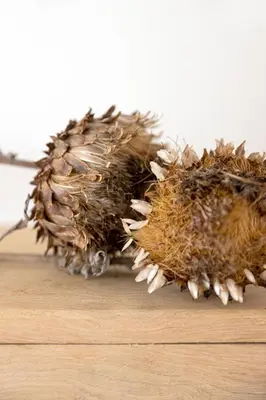a close up of a dried up flower on a table at Het Verblijf in Sint-Martens-Lennik