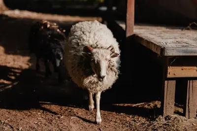 a sheep standing in the dirt next to a fence at AMANI - Aap in Lichtaart