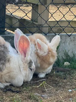 two rabbits are sitting next to each other at AMANI - Aap in Lichtaart