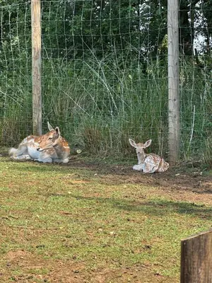 two animals laying on the ground next to a fence at AMANI - Aap in Lichtaart
