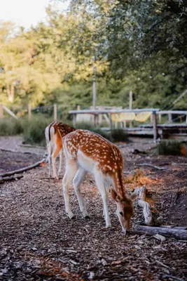 two deer are standing on a dirt road at ASILI DELUXE - Zebra in Lichtaart