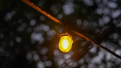 a light bulb hanging from a tree branch at POLE POLE - Ijsbeer in Lichtaart