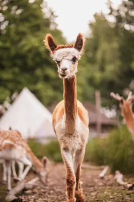 a baby llama standing on a dirt road at POLE POLE - Ijsbeer in Lichtaart