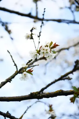a bunch of white flowers on a tree branch at B&B Pura Vista in Zandhoven