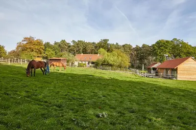 two horses grazing in a field of green grass at B&B Zinnen en Minnen in Herselt