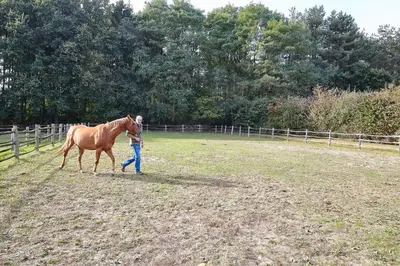 a man walking a brown horse in a field at B&B Zinnen en Minnen in Herselt