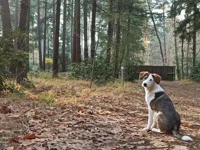 a brown and white dog sitting in the woods at Boshuisje in Lille