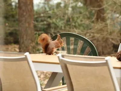 a squirrel sitting on top of a table at Boshuisje in Lille