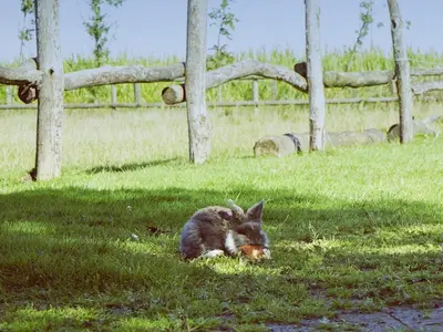a small dog laying in the grass in a field at De Lieshoeve in Arendonk