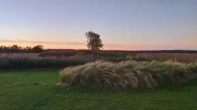 a field of tall grass with a tree in the background at B&B Entre Champs in Ohain