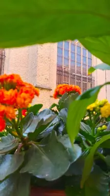 a bunch of flowers in front of a building at Mezonvin in Antwerp