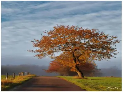 a tree on the side of a road at Geel Chalet in Netevallei in Geel