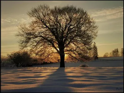 a tree in a field with snow on the ground at Geel Chalet in Netevallei in Geel