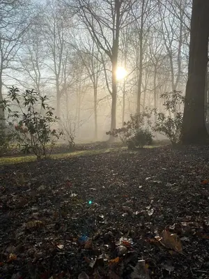 a foggy park with the sun shining through the trees at B&B Miranoza in Oud-Heverlee