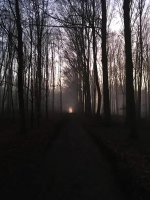 a misty road through a forest with a light in the distance at B&B Miranoza in Oud-Heverlee