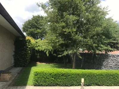 a tree in a yard next to a wall at LinZn vakantiehuis in Wuustwezel
