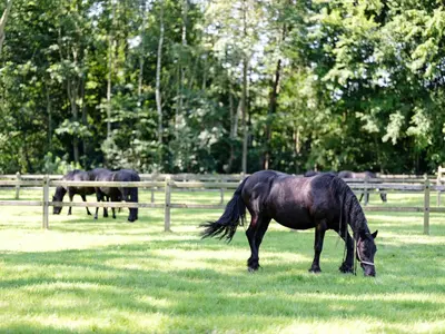three horses grazing in the grass in a field at b & b St-Hubert in Sint-Martens-Lennik