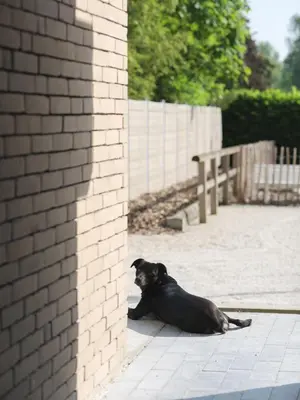 a dog laying on the ground next to a brick wall at b & b St-Hubert in Sint-Martens-Lennik