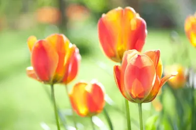 a group of red and yellow tulips in a garden at Wellintown Guest House in Waterloo
