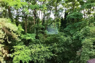 an overhead view of a forest of trees at Charming house in the woods with private wellness in Schilde