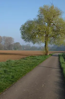 a tree on the side of a road at B&B Silentium in Tielt
