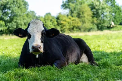 a black and white cow laying in the grass at Holiday Home L'O Reine - with luxury wellness in Sint-Pieters-Leeuw