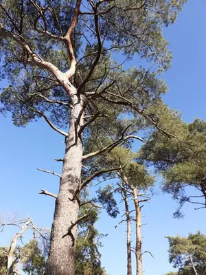 a group of pine trees against a blue sky at B&B Altijd Zomer in Nijlen