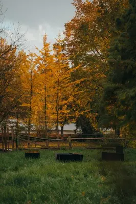 two benches in a field with trees in the background at Tiny House Célestine By Ernesst in Overijse