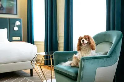 a dog sitting in a chair in a living room at Sapphire House Antwerp, Autograph Collection in Antwerp