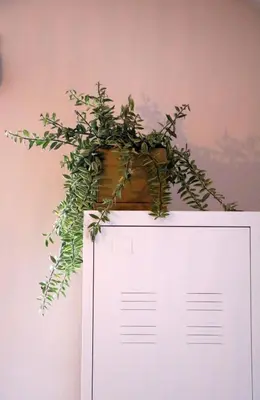 a potted plant on top of a white cabinet at Maison des Étoiles in Aalst